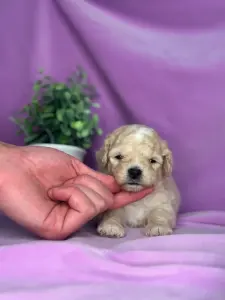 Мини щенки китай мальттпу ф1