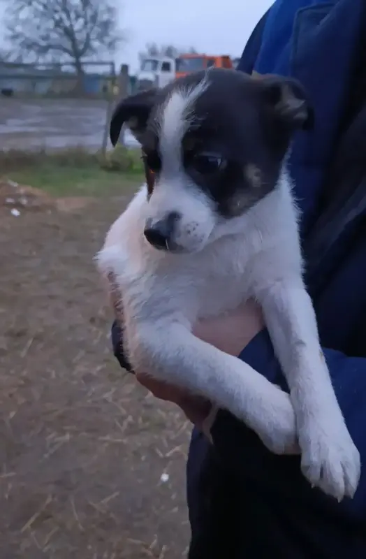 Щенкам срочно нужны дома - Узда - 227992 - Доска объявлений Kupika.by - Фото 3