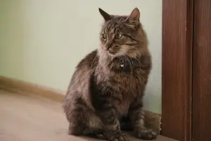 Умный молодой кот Шурик в дар