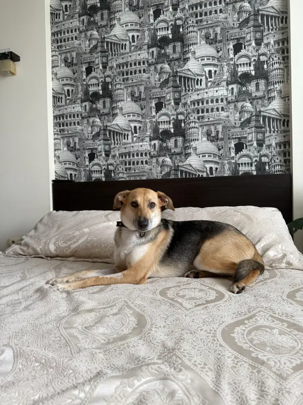 Собака девочка Миюшка с добрые руки - Вся Беларусь - 231350 - Доска объявлений Kupika.by - Фото 4