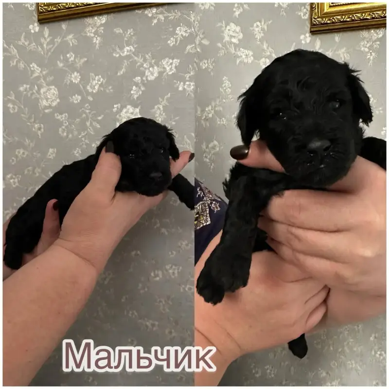 Щенки той-пудель