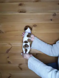 Щенки Джек Рассел терьера