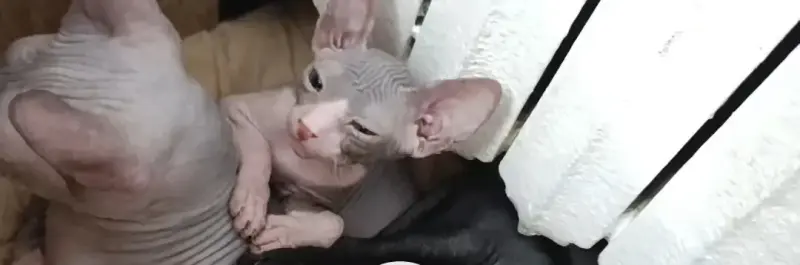 Кошка - Вся Беларусь - 231054 - Доска объявлений Kupika.by - Фото 2