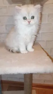 Британская длинношёрстная кошка