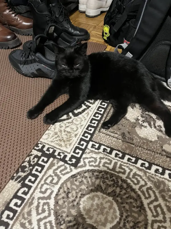 Британская кошечка