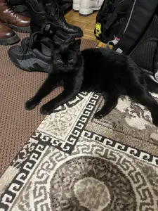 Британская кошечка