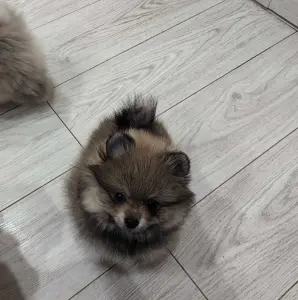 Девочка померанского шпица