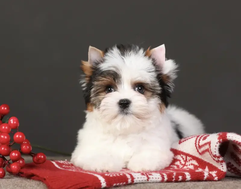 Бивер Йорк девочка