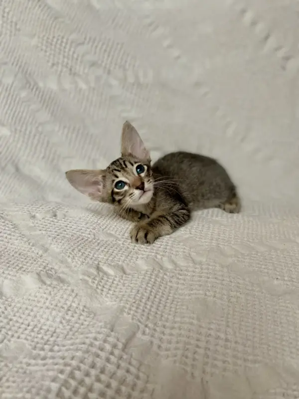 Кошки - Котята петерболд - Вся Беларусь - Фото 3 Котята петерболд - Вся Беларусь - 230095 - Доска объявлений Kupika.by - Фото 3