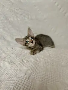 Котята петерболд