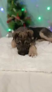 Щенок девочка