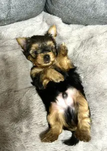 Щенок Йоркширского терьера