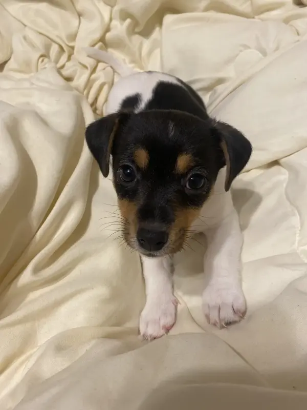 Щенок Джек Рассел терьер