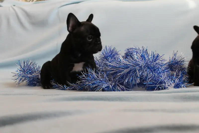 Щенки французского бульдога