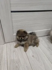 Девочка померанского шпица