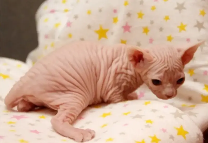 Канадский сфинкс котята