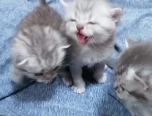 Котята шотландские