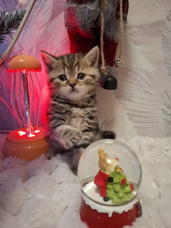 Кошки - Шотландские котята(мальчики) - Вся Беларусь - Фото 2 Шотландские котята(мальчики) - Вся Беларусь - 230606 - Доска объявлений Kupika.by - Фото 2