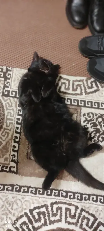 Найдена кошечка