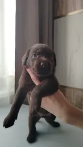 Щенки шоколадного