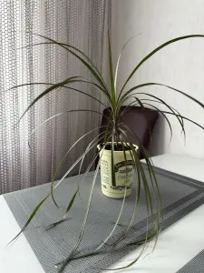 Растение Драцена