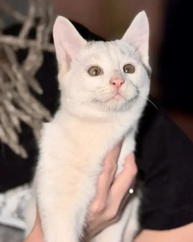 Симба (3,5 месяца) ищет дом