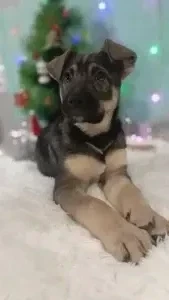 Щенок девочка