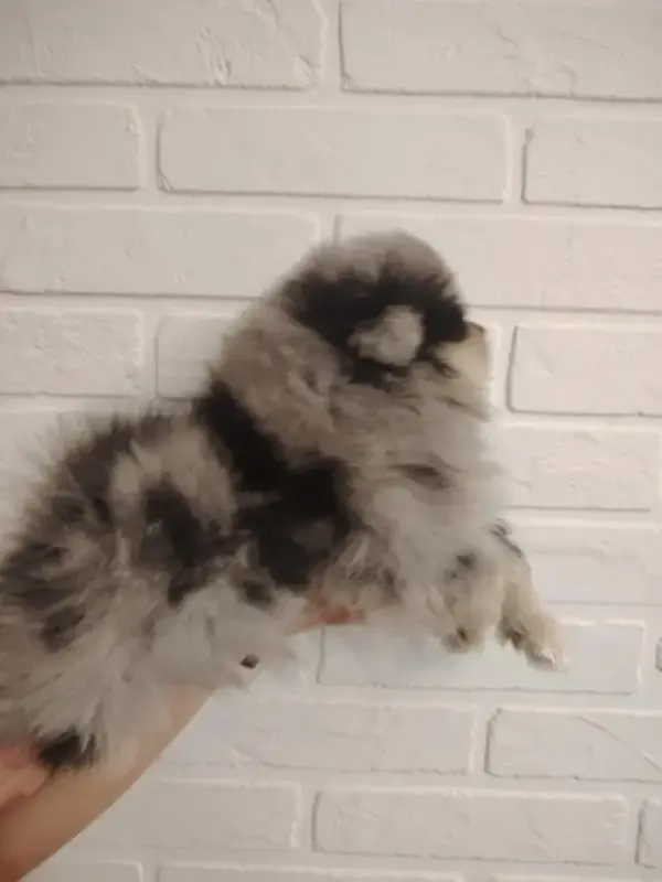 Собаки - Продажа щенков померанского шпица - Вся Беларусь - Фото 4 Продажа щенков померанского шпица - Вся Беларусь - 230323 - Доска объявлений Kupika.by - Фото 4