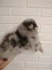 Собаки - Продажа щенков померанского шпица - Вся Беларусь - Фото 4 Продажа щенков померанского шпица - Вся Беларусь - 230323 - Доска объявлений Kupika.by - Фото 4