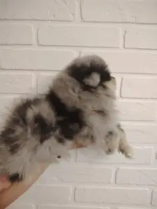 Продажа щенков померанского шпица