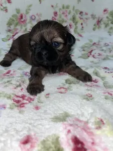 Продажа собак