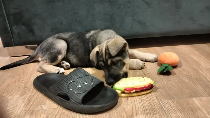 Собаки - Щенок - Вся Беларусь - Фото 2 Щенок - Вся Беларусь - 229156 - Доска объявлений Kupika.by - Фото 2