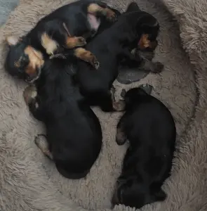 Щенки Йорк мини