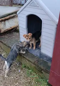 Щеночек ищет дом