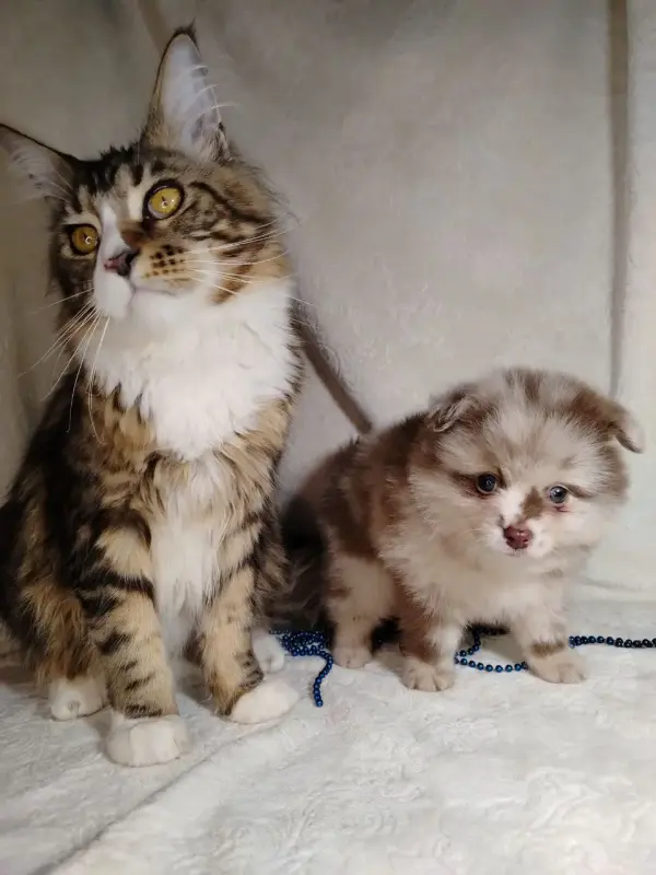 Померанский шпиц окраса мерле с Новогодней скидкой! - Вся Беларусь - 231375 - Доска объявлений Kupika.by - Фото 2