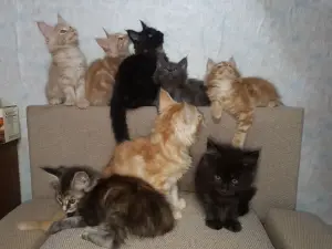 Котята мейн-кун