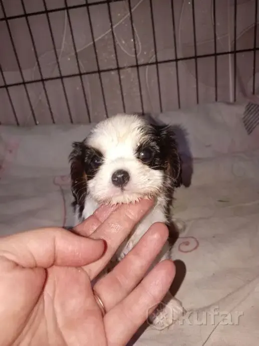 Кавалер кинг чарльз спаниель (мальчик)