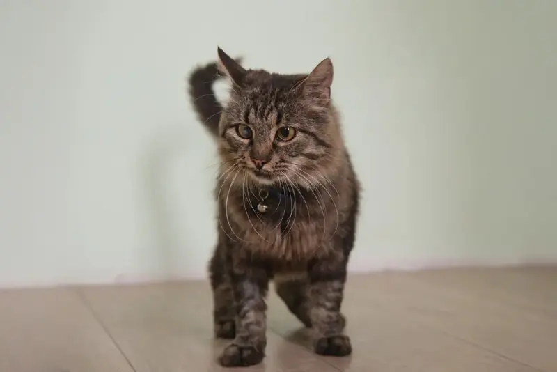 Умный молодой кот Шурик в дар