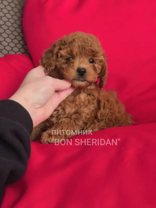 Девочка той пудель