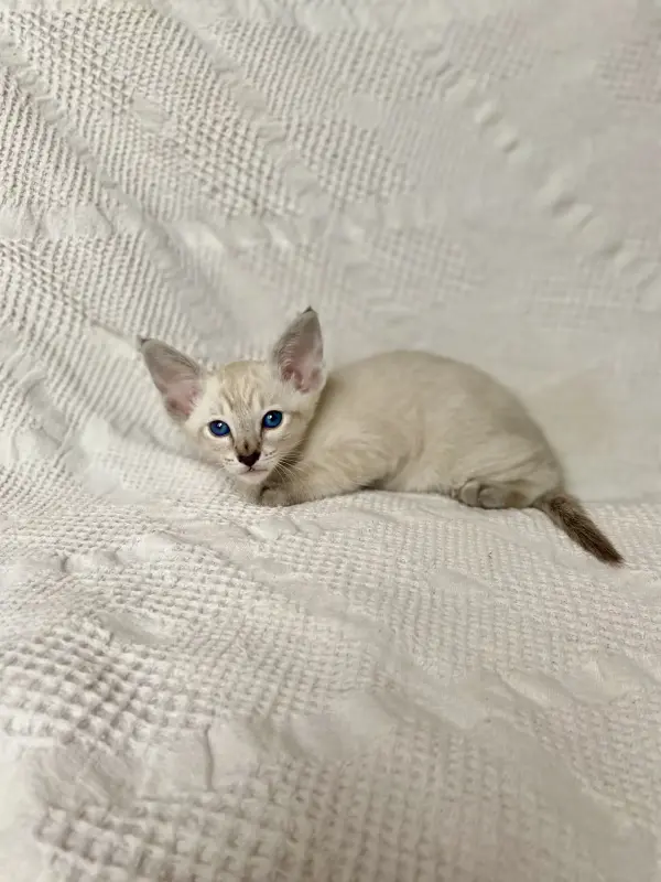 Кошки - Котята петерболд - Вся Беларусь - Фото 6 Котята петерболд - Вся Беларусь - 230095 - Доска объявлений Kupika.by - Фото 6