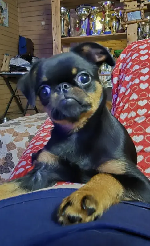 Собаки - Пти-брабансон щенок-кобель 4 месяца - Вся Беларусь - Фото 2 Пти-брабансон щенок-кобель 4 месяца - Вся Беларусь - 230341 - Доска объявлений Kupika.by - Фото 2