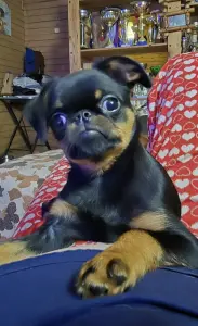 Пти-брабансон щенок-кобель 4 месяца