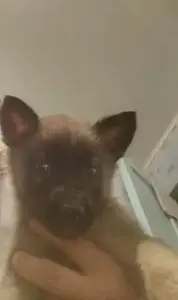 Щенки немецкой овчарки.