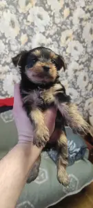 Щенки Йорк мини