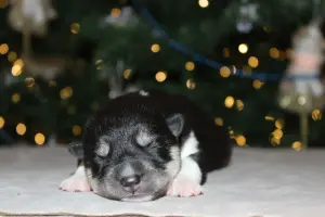 Домашние питомцы