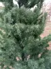 Новогодние товары - Ёлка искусственная - Вся Беларусь - Фото 3 Ёлка искусственная - Вся Беларусь - 230616 - Доска объявлений Kupika.by - Фото 3