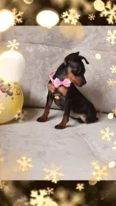 Цвергпинчер девочка