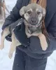 Щенки в поиске семей