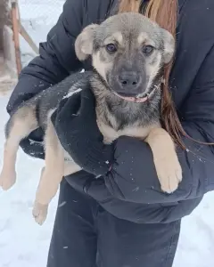 Щенки в поиске семей