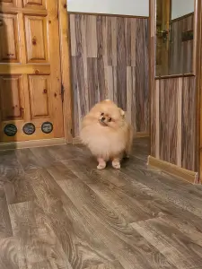 Шпиц шикарный мишка.